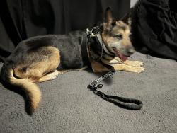 Reunited Female Dog last seen Near Magnolia Ave, Los Angeles, CA 90007, USA, Los Angeles, CA 90007