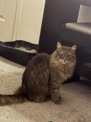 Lost Female Cat last seen mesa terrace, Hagerstown, MD 21742