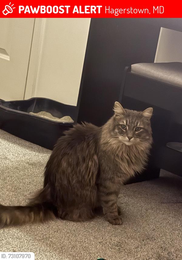 Lost Female Cat last seen mesa terrace, Hagerstown, MD 21742