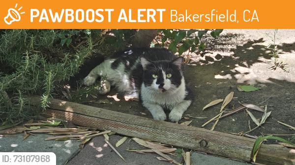Found/Stray Unknown Cat last seen Akers and Planz, Bakersfield, CA 93301
