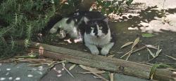 Found/Stray Unknown Cat last seen Akers and Planz, Bakersfield, CA 93301