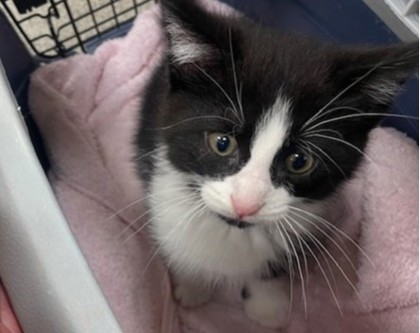 Shelter Stray Male Cat last seen west Sylvania ave, 43623, OH, 827 Illinois Ave, Maumee, OH 43537, USA