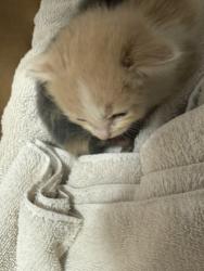 Shelter Stray Female Cat last seen Alleyway of Parker Drive, 75181, TX, 1650 Gross Rd, Mesquite, TX 75149, USA