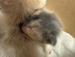 Shelter Stray Female Cat last seen Alleyway of Parker Drive, 75181, TX, 1650 Gross Rd, Mesquite, TX 75149, USA
