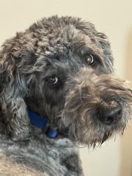 Reunited Male Dog last seen Santa Fe and Cambridge Ct, Moore, OK 73170