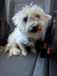 Found/Stray Male Dog last seen 20th St East between J8 and J10, Rancho Mirage, Lancaster, CA 93535