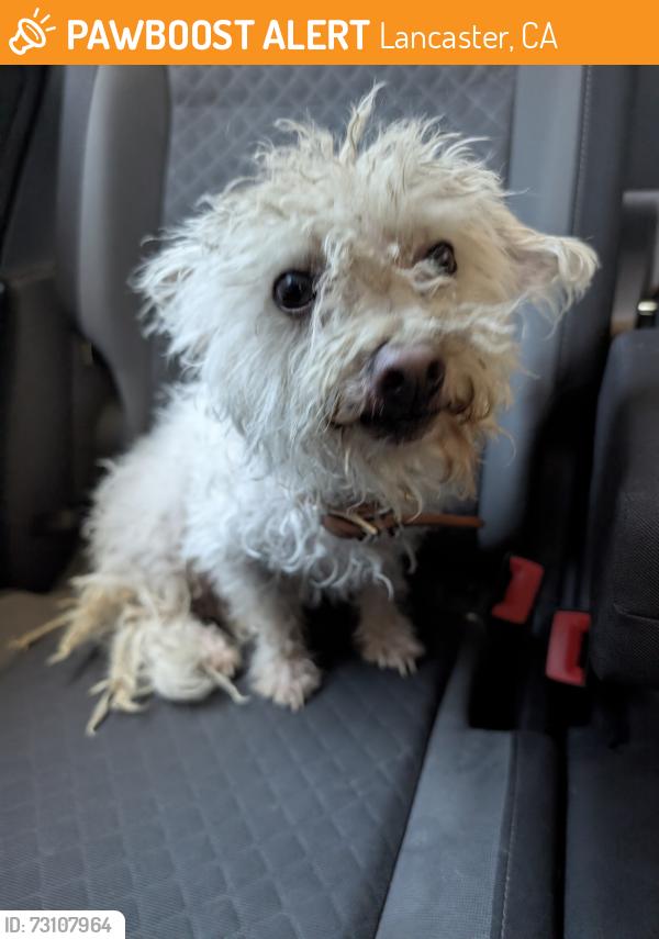 Found/Stray Male Dog last seen 20th St East between J8 and J10, Rancho Mirage, Lancaster, CA 93535