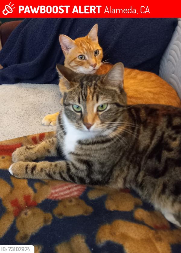 Lost Female Cat last seen Caroline Street / Weber Street, Alameda, CA 94501