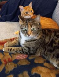 Lost Female Cat last seen Caroline Street / Weber Street, Alameda, CA 94501