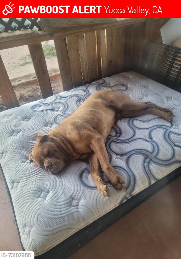 Lost Male Dog last seen Landers lane and winters, Yucca Valley, CA 92284