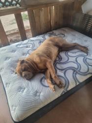 Lost Male Dog last seen Landers lane and winters, Yucca Valley, CA 92284