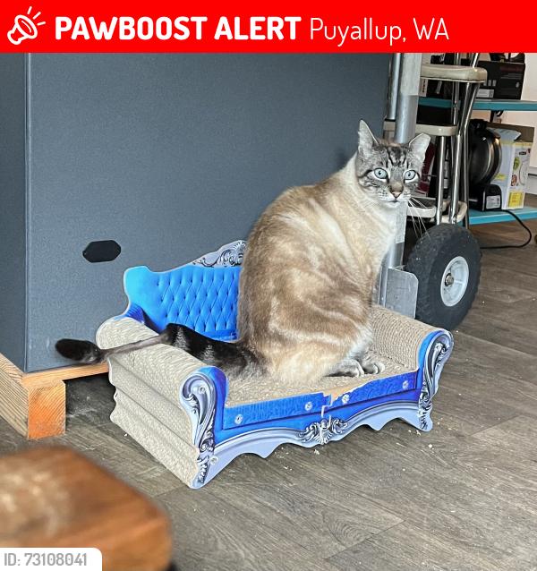 Lost Male Cat last seen 74th Ave E and 112th St E, Puyallup, WA 98373