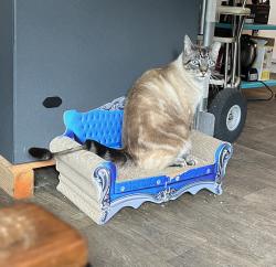 Lost Male Cat last seen 74th Ave E and 112th St E, Puyallup, WA 98373