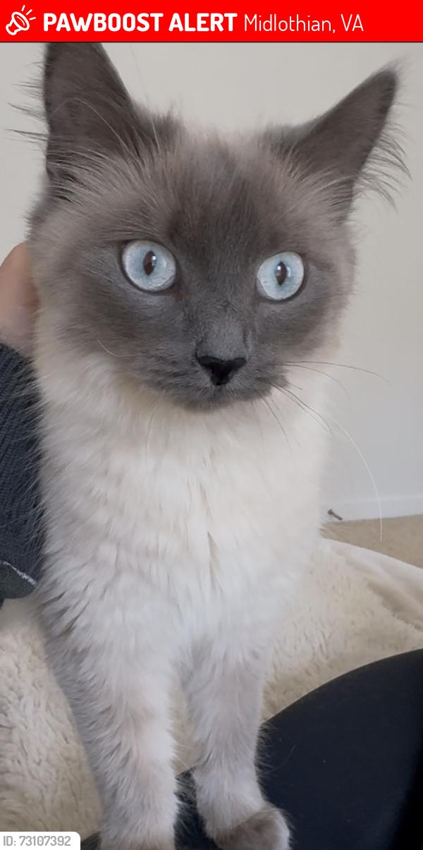Lost Female Cat last seen Woodlake, Midlothian, VA 23112