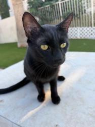 Lost Male Cat last seen Shea & Lakeview, Scottsdale, AZ 85258