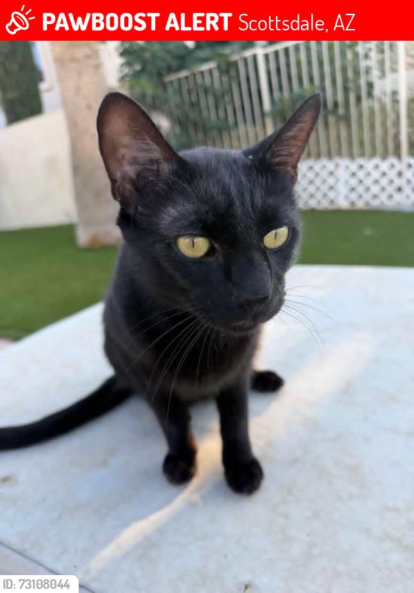 Lost Male Cat last seen Shea & Lakeview, Scottsdale, AZ 85258
