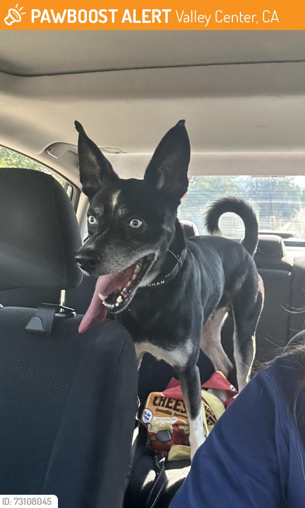Found/Stray Male Dog last seen Valley Center Rd near Woods Valley, Valley Center, CA 92082