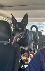 Found/Stray Male Dog last seen Valley Center Rd near Woods Valley, Valley Center, CA 92082