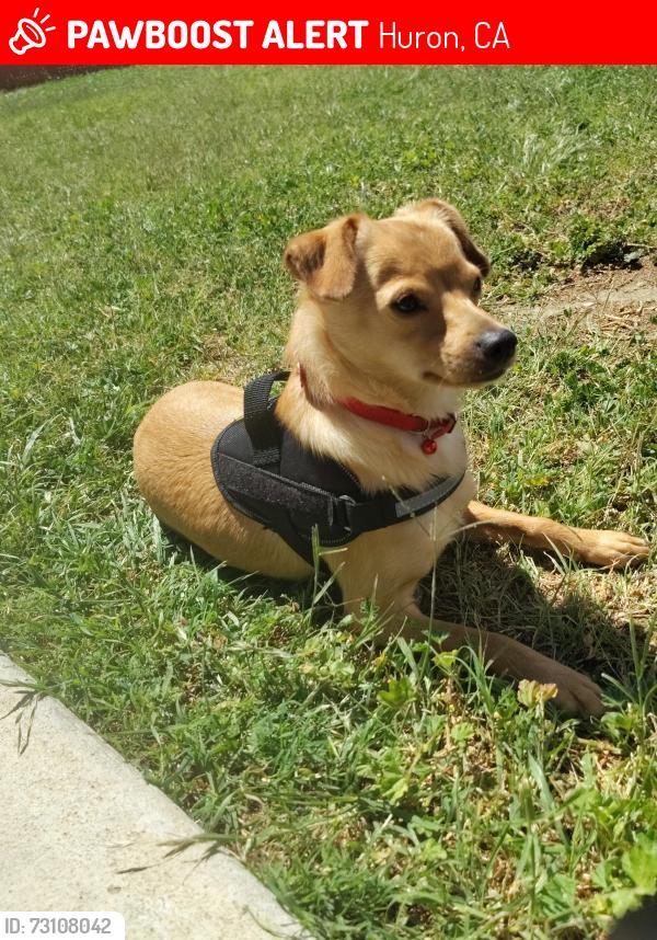 Lost Female Dog last seen Near palmer ave, Huron, CA 93234