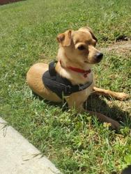Lost Female Dog last seen Near palmer ave, Huron, CA 93234