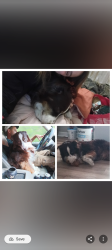 Reunited Male Dog last seen Near, Spring Lake, NC 28390