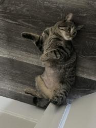 Reunited Female Cat last seen Eaton and 17th, Lakewood, CO 80214