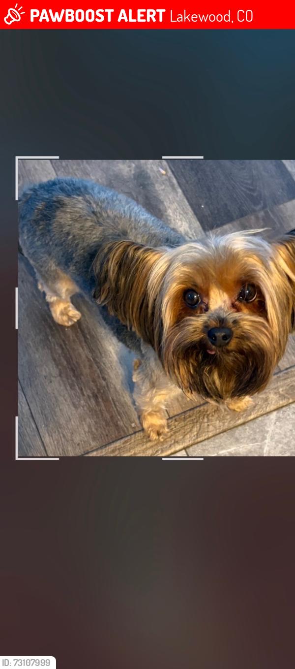 Lost Male Dog last seen Youngfield, Lakewood, CO 80215