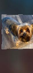 Lost Male Dog last seen Youngfield, Lakewood, CO 80215