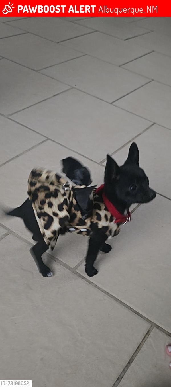 Lost Female Dog last seen 2nd and menaul area, Albuquerque, NM 87107