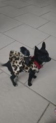 Lost Female Dog last seen 2nd and menaul area, Albuquerque, NM 87107