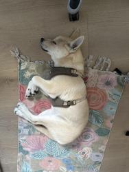 Reunited Male Dog last seen fishers indiana, Fishers, IN 46038
