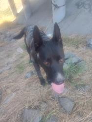 Found/Stray Male Dog last seen Figueroa/182nd, Gardena, CA 90248