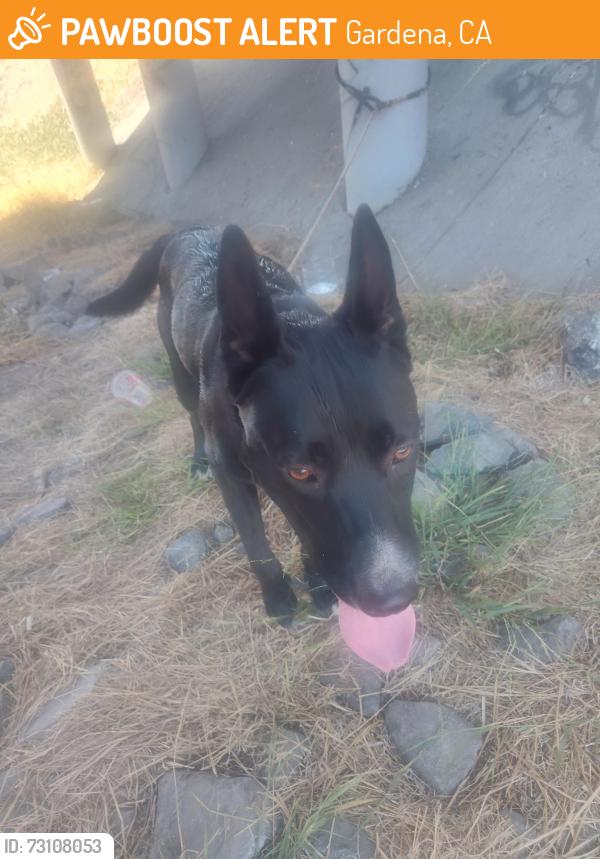 Found/Stray Male Dog last seen Figueroa/182nd, Gardena, CA 90248