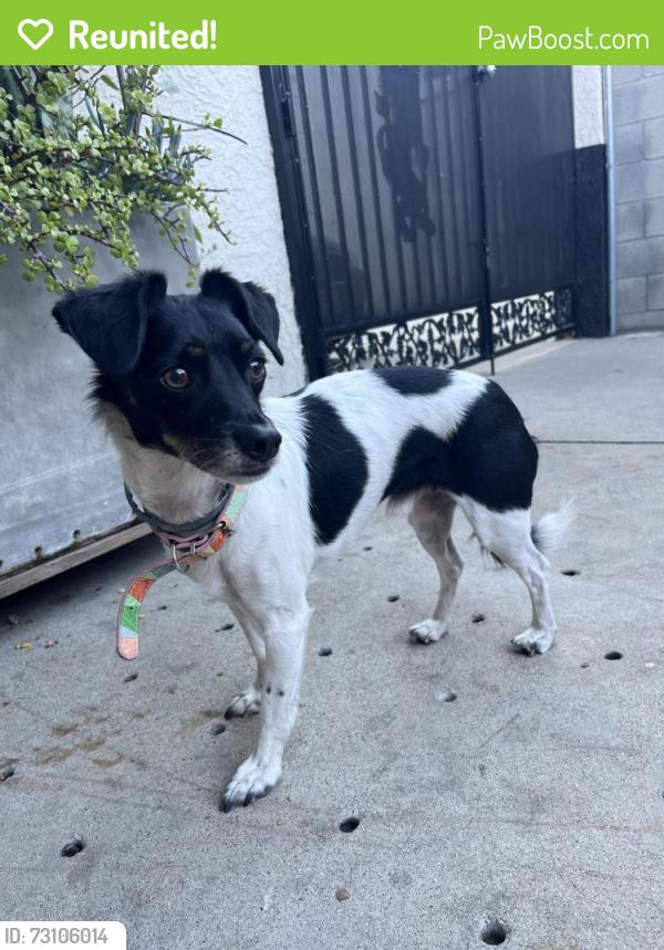 Reunited Male Dog last seen Atlantic Blvd, East Los Angeles, CA 90022