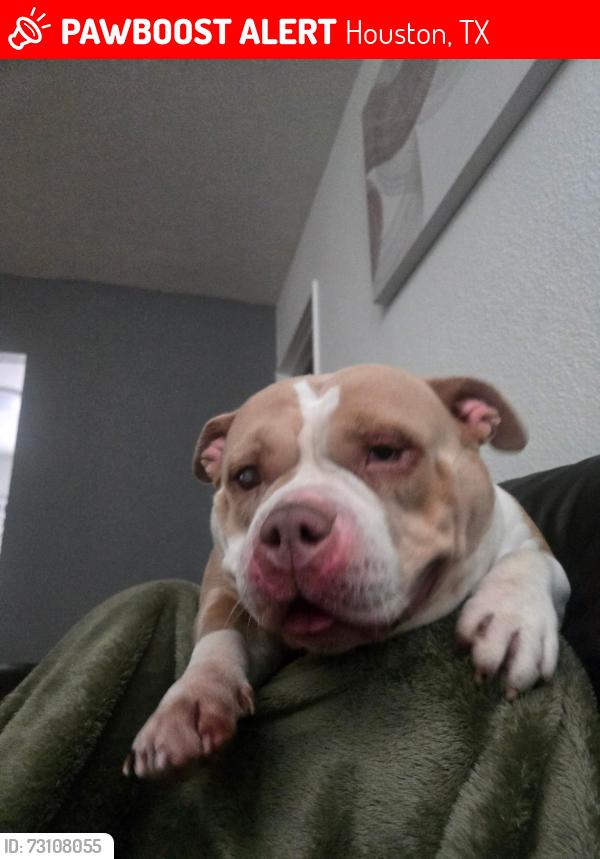 Lost Female Dog last seen Cullen street, Houston, TX 77033