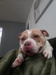 Lost Female Dog last seen Cullen street, Houston, TX 77033