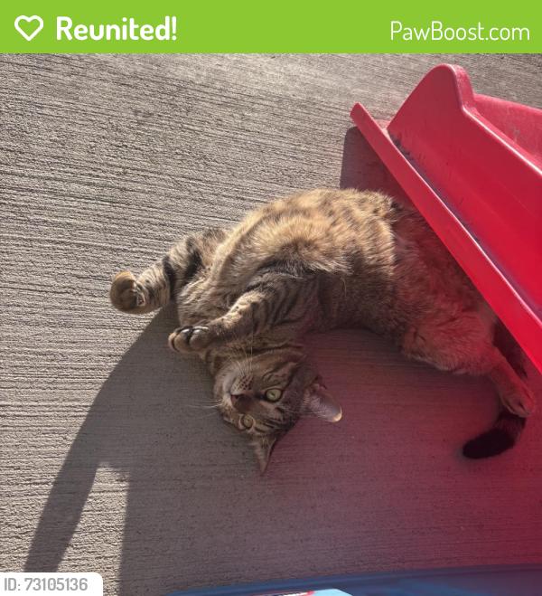 Reunited Male Cat last seen Near Lansing St, Henderson, CO 80640, USA, Commerce City, CO 80640