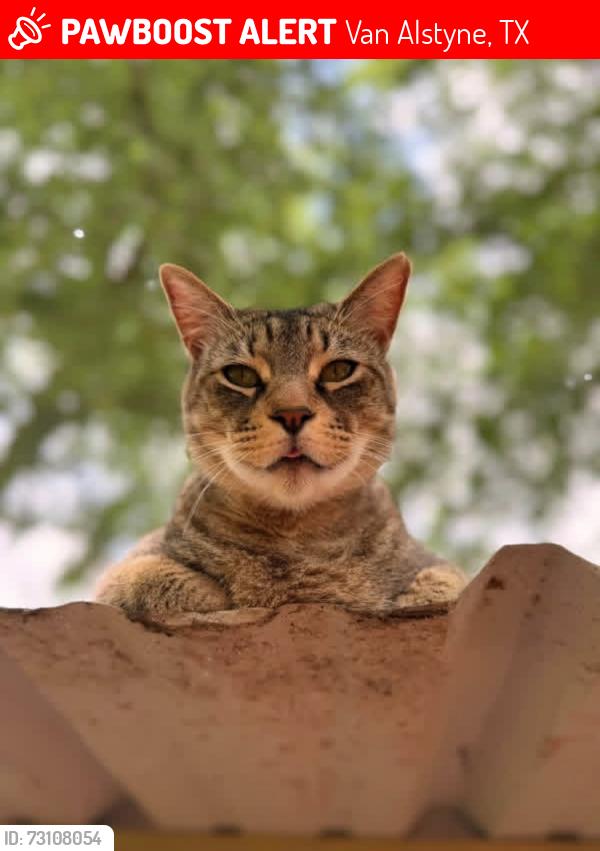 Lost Male Cat last seen Tooley and John Douglas, Van Alstyne, TX 75495