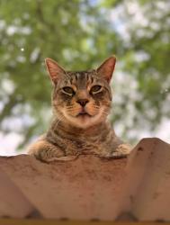 Lost Male Cat last seen Tooley and John Douglas, Van Alstyne, TX 75495