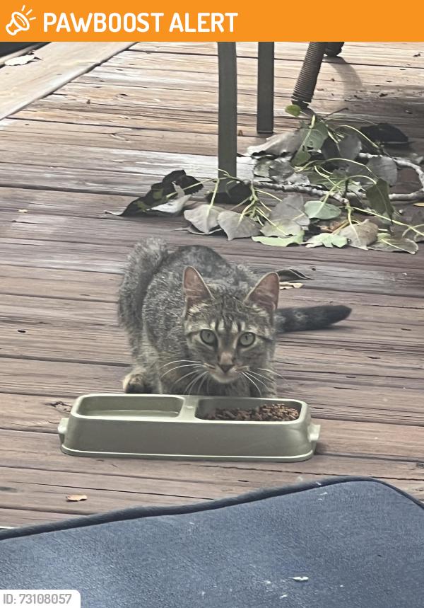 Found/Stray Female Cat last seen Telegraph and Lone Pine, Bloomfield Township, MI 48302