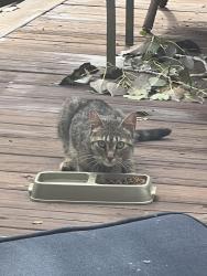 Found/Stray Female Cat last seen Telegraph and Lone Pine, Bloomfield Township, MI 48302