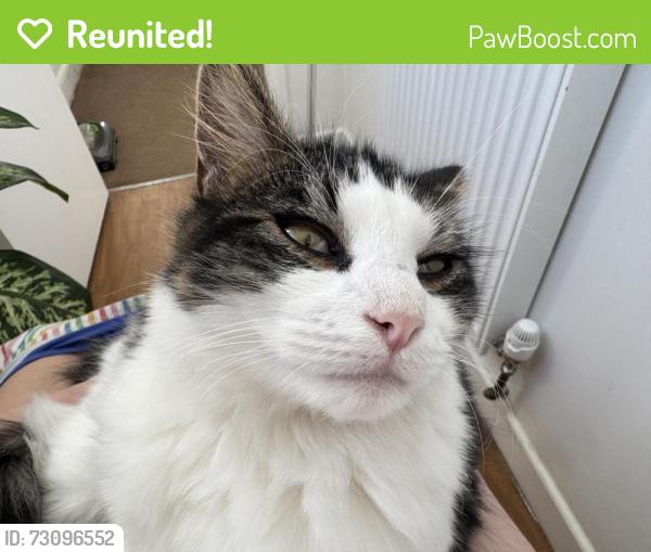 Reunited Male Cat last seen Portsmouth road, next to Vauxhall and Jeep garages, , England SO19 9NA