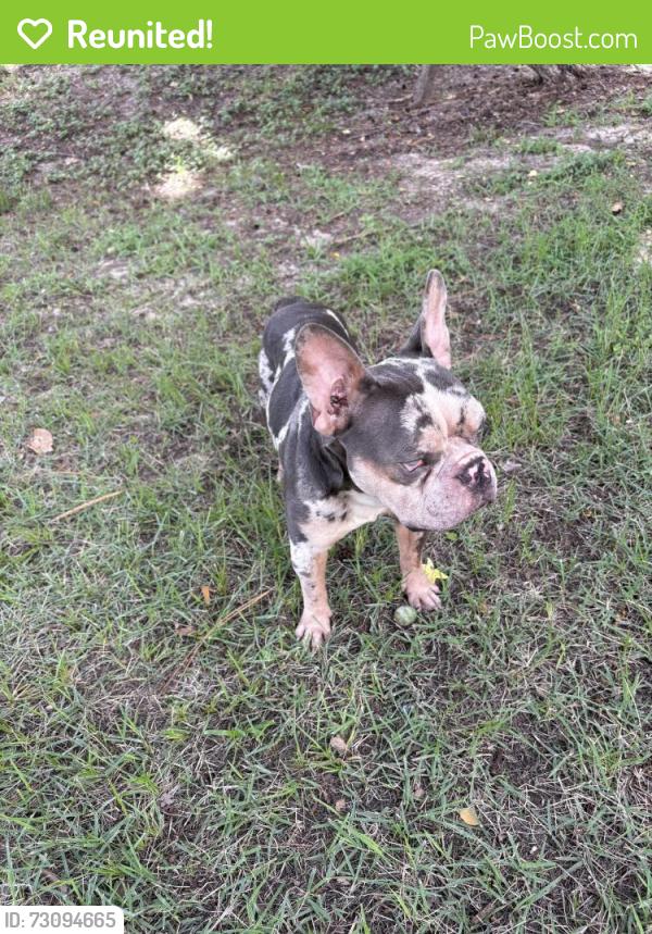 Reunited Male Dog last seen 34th and 42nd pl, Gainesville, FL 32608