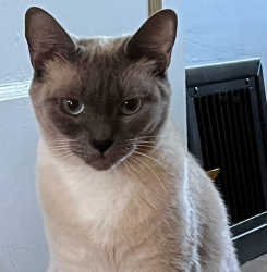 Shelter Stray Female Cat last seen 4th / Grant ave, PORTLAND, OR, 97201, 1700 W Historic Columbia River Hwy, Troutdale, OR 97060, USA