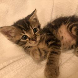Shelter Stray Female Cat last seen Doolittle, SAN LEANDRO, CA, 94577, 8323 Baldwin St, Oakland, CA 94621, USA