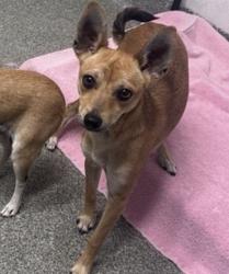 Shelter Stray Female Dog last seen Near Linda Vista Drive, San Marcos, CA, 92078, Escondido, CA 92027, USA