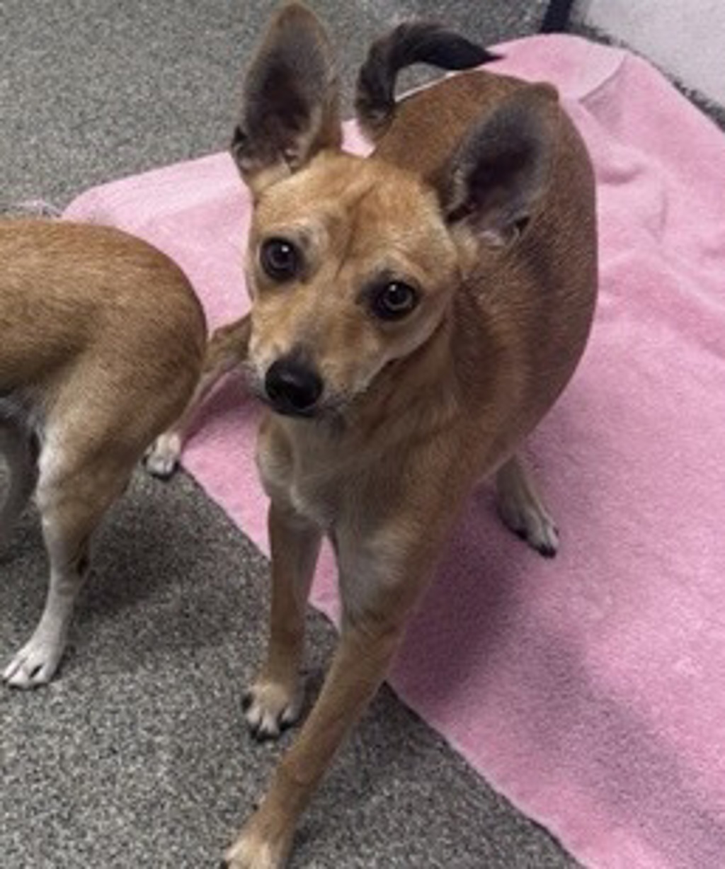 Shelter Stray Female Dog last seen Near Linda Vista Drive, San Marcos, CA, 92078, Escondido, CA 92027, USA