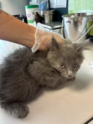 Shelter Stray Female Cat last seen Near S 4220 W, Kearns Township, UT, 84118, 511 W 3900 S, Salt Lake City, UT 84123, USA