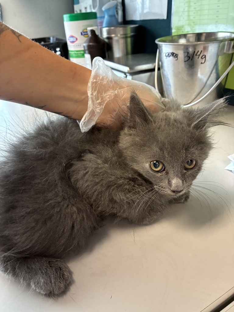Shelter Stray Female Cat last seen Near S 4220 W, Kearns Township, UT, 84118, 511 W 3900 S, Salt Lake City, UT 84123, USA
