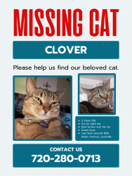 Reunited Female Cat last seen South Kestrel Lane and kaylix Avenue, Louisville, CO 80027